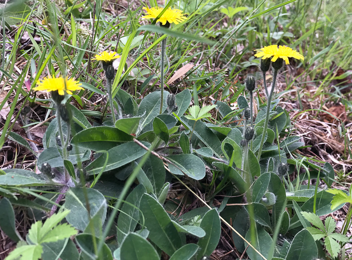 image of Pilosella officinarum, Mouse-ear Hawkweed