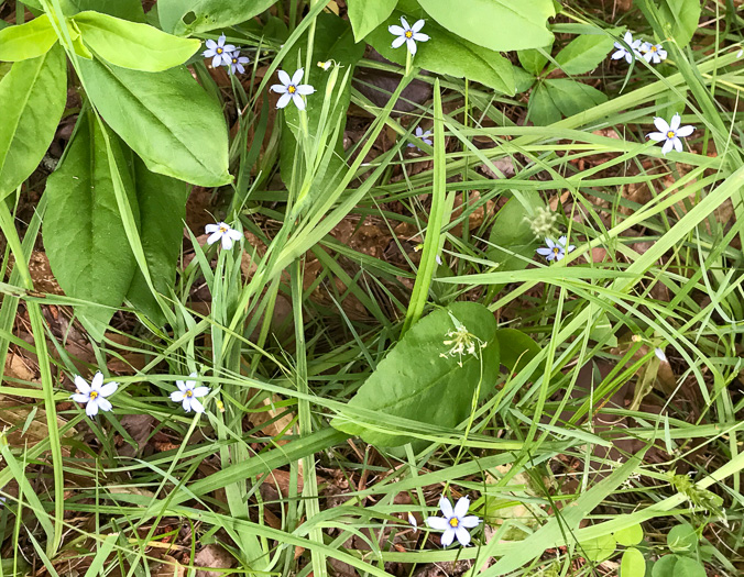 image of Sisyrinchium angustifolium, Narrowleaf Blue-eyed-grass, Stout Blue-eyed-grass