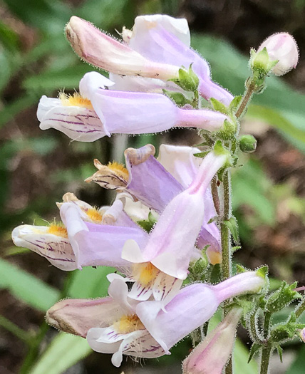 image of Penstemon australis, Downy Beardtongue, Sandhill Beardtongue, Southern Beardtongue, Southeastern Beardtongue