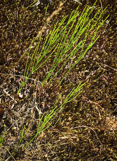 image of Hypericum gentianoides, Pineweed, Orange-grass, Orangeweed