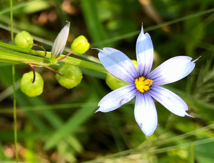 image of Sisyrinchium angustifolium, Narrowleaf Blue-eyed-grass, Stout Blue-eyed-grass