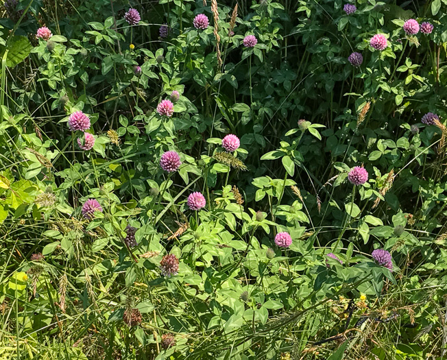 image of Trifolium pratense, Red Clover