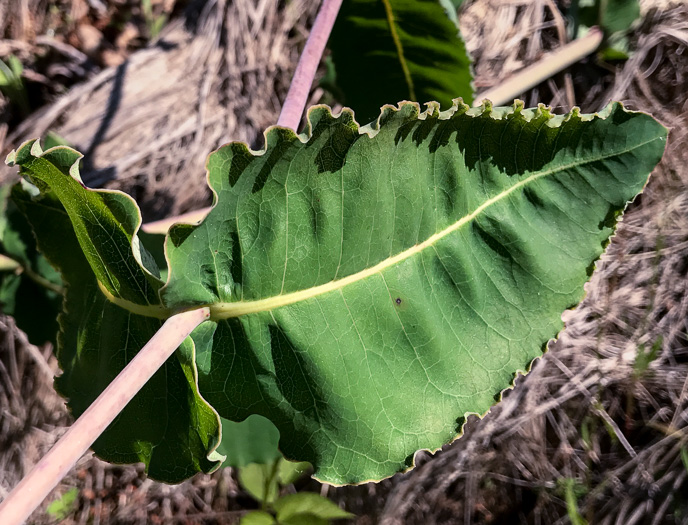 image of Asclepias amplexicaulis, Wavyleaf Milkweed, Clasping Milkweed, Sand Milkweed, Blunt-leaved Milkweed