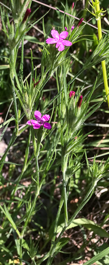 image of Dianthus armeria, Deptford Pink