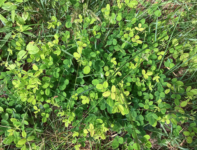 image of Lespedeza repens, Smooth Trailing Lespedeza, Creeping Lespedeza, Creeping Bush-clover