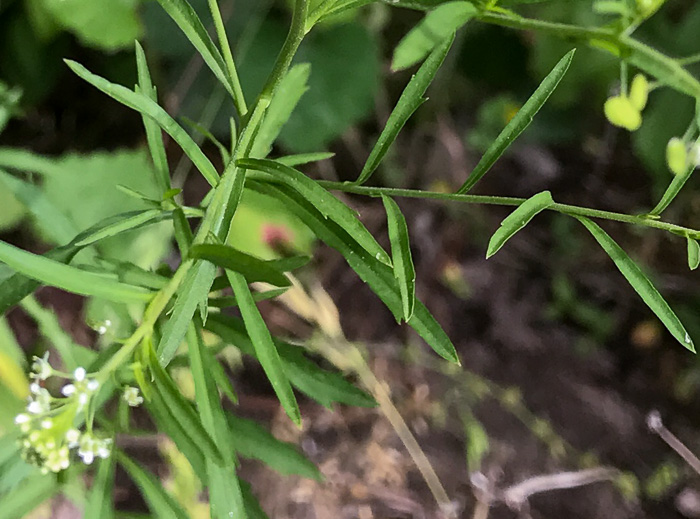 image of Lepidium virginicum var. virginicum, Poor Man's Pepper, Peppergrass