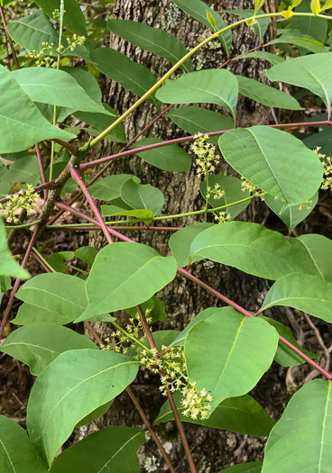 Poison Sumac