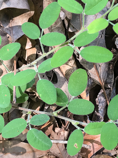 image of Lespedeza procumbens, Downy Trailing Lespedeza, Trailing Bush-clover