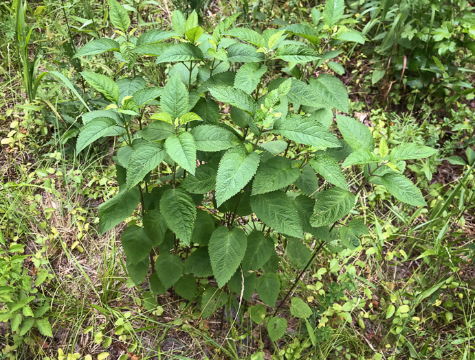 image of Scutellaria incana var. punctata, Hoary Skullcap, Downy Skullcap