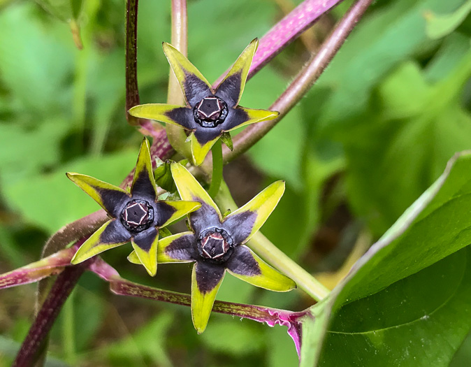 image of Gonolobus suberosus var. suberosus, Eastern Anglepod