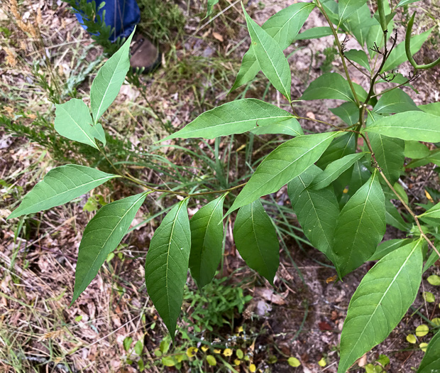 image of Amsonia tabernaemontana, Eastern Bluestar, Blue Dogbane, Wideleaf Bluestar