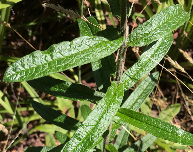 image of Asclepias tuberosa var. tuberosa, Butterfly Milkweed, Eastern Butterflyweed, Pleurisy Root, Wind Root