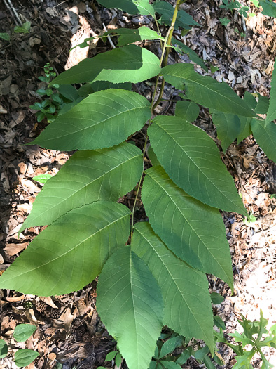 image of Juglans cinerea, Butternut, White Walnut