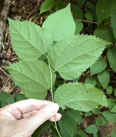 image of Celtis pumila, Georgia Hackberry, Dwarf Hackberry