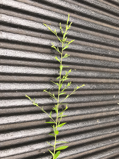 image of Linum striatum, Ridgestem Yellow Flax, Ridged Yellow Flax