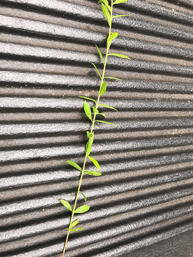 image of Linum striatum, Ridgestem Yellow Flax, Ridged Yellow Flax