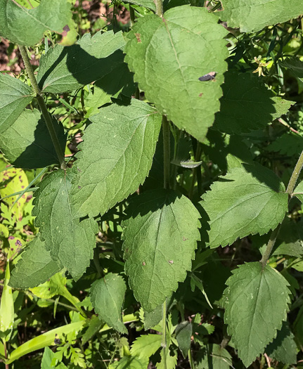 image of Eupatorium pubescens, Inland Roundleaf Eupatorium, Hairy Thoroughwort