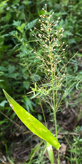 image of Dichanthelium polyanthes, Many-flowered Witchgrass, Small-fruited Witchgrass, Roundseed Witchgrass