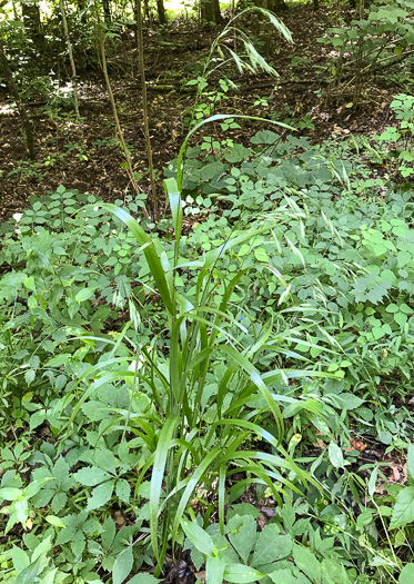 image of Bromus pubescens, Hairy Woodland Brome, Common Eastern Brome, Canada Brome