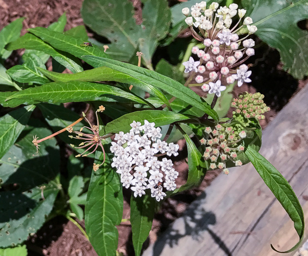 image of Asclepias perennis, Swamp Milkweed, Swampforest Milkweed, Swamp White Milkweed, Aquatic Milkweed