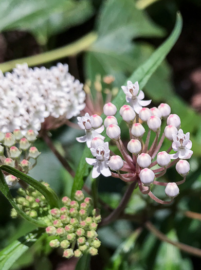 image of Asclepias perennis, Swamp Milkweed, Swampforest Milkweed, Swamp White Milkweed, Aquatic Milkweed