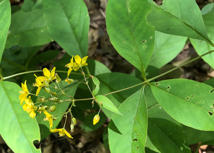 image of Lysimachia fraseri, Fraser's Loosestrife