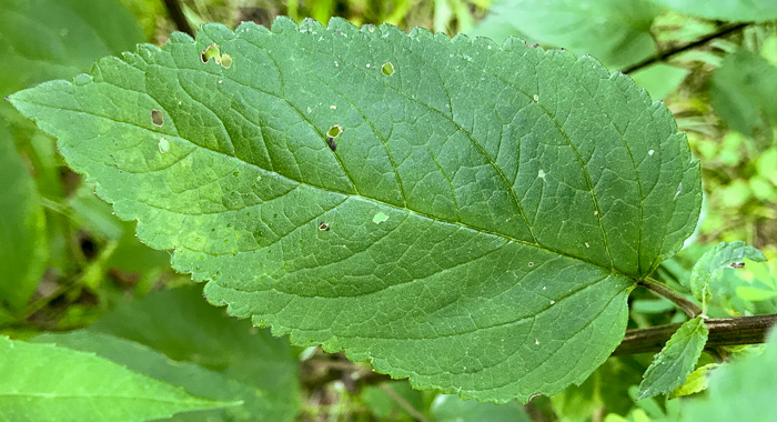 image of Scutellaria incana var. punctata, Hoary Skullcap, Downy Skullcap