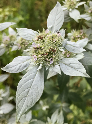 image of Pycnanthemum pycnanthemoides var. pycnanthemoides, Woodland Mountain-mint, Southern Mountain-mint