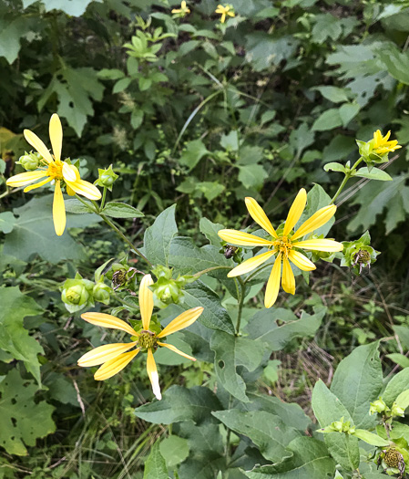 image of Silphium dentatum, Starry Rosinweed