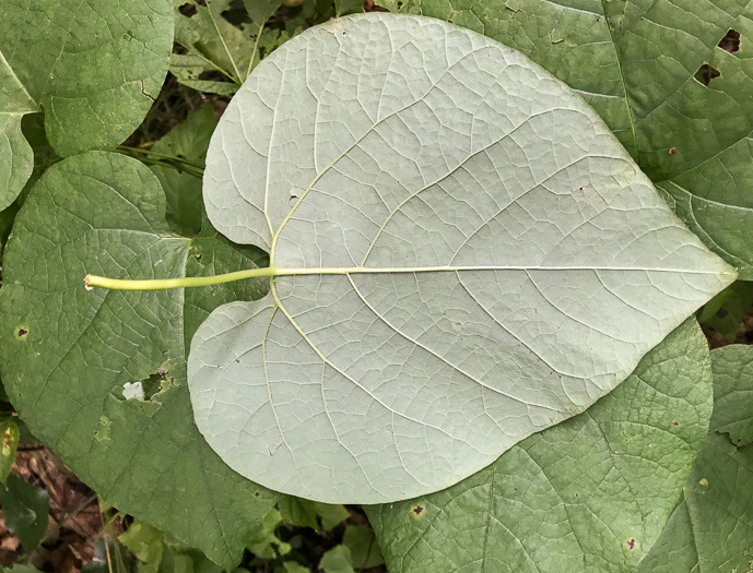 image of Isotrema macrophyllum, Dutchman's Pipe, Pipevine