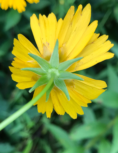 image of Coreopsis pubescens var. pubescens, Common Hairy Coreopsis, Star Tickseed