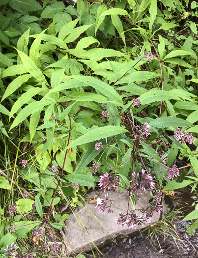 image of Eutrochium fistulosum, Hollow-stem Joe-pye-weed