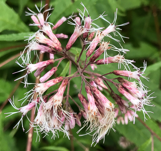 image of Eutrochium fistulosum, Hollow-stem Joe-pye-weed