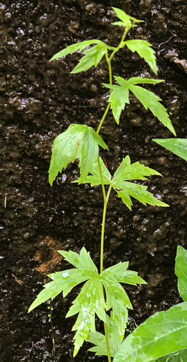 Appalachian Blue Monkshood