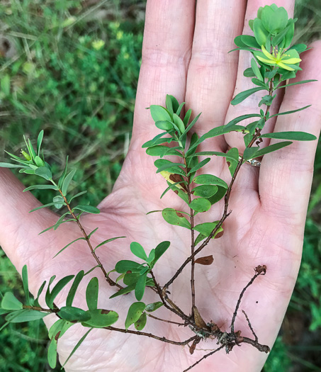 image of Hypericum stragulum, Straggling St. Johnswort, Low St. Johnswort, Creeping St. Andrew's Cross