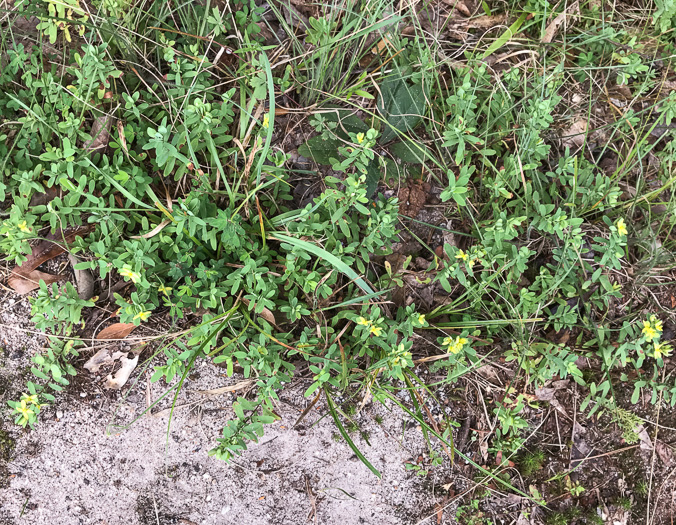 image of Hypericum stragulum, Straggling St. Johnswort, Low St. Johnswort, Creeping St. Andrew's Cross