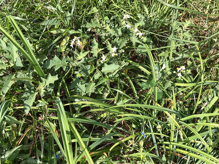 image of Solanum carolinense var. carolinense, Carolina Horsenettle, Ball-nettle