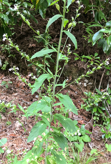 image of Lobelia inflata, Indian-tobacco, Pukeweed