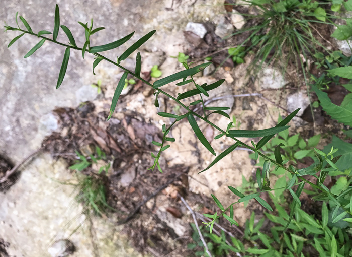 Symphyotrichum dumosum var. dumosum, Bushy Aster, Long-stalked Aster, Rice Button Aster