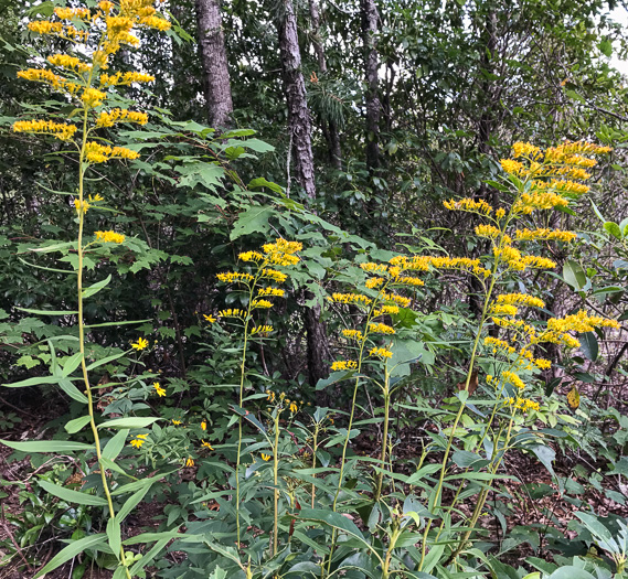 image of Solidago odora, Licorice Goldenrod, Sweet Goldenrod, Anise Goldenrod, Anise-scented Goldenrod