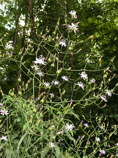 image of Lactuca floridana, Woodland Lettuce