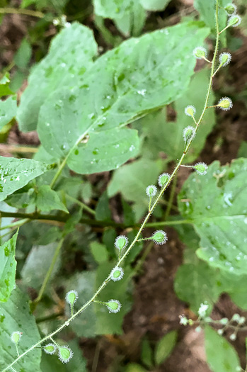 image of Circaea canadensis, Canada Enchanter's Nightshade