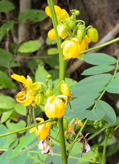 image of Senna marilandica, Maryland Wild Senna, Maryland Senna