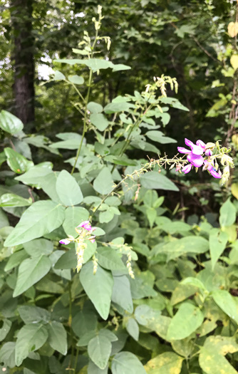 Desmodium canescens, Hoary Tick-trefoil