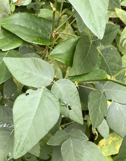 image of Desmodium canescens, Hoary Tick-trefoil