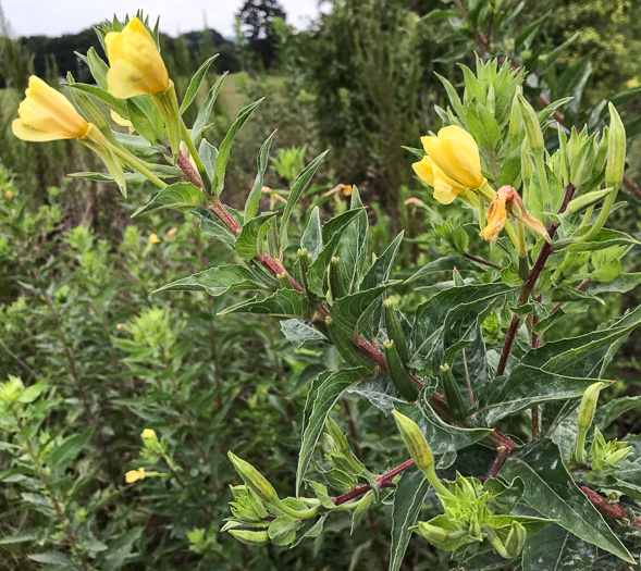 image of Oenothera biennis, Common Evening-primrose