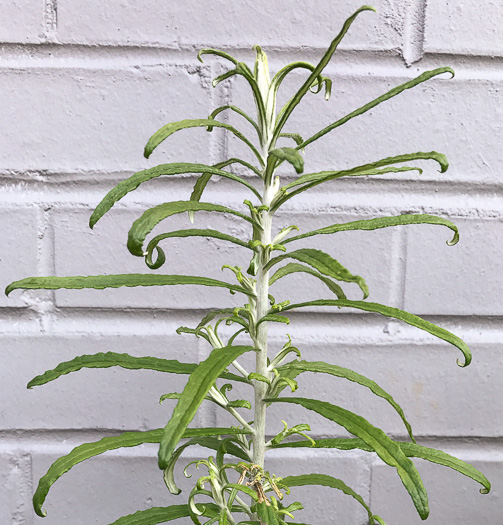 image of Pseudognaphalium obtusifolium, Fragrant Rabbit-tobacco, Eastern Rabbit-tobacco, Sweet Everlasting, Catfoot