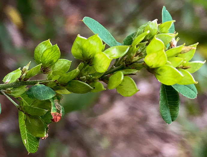 legume