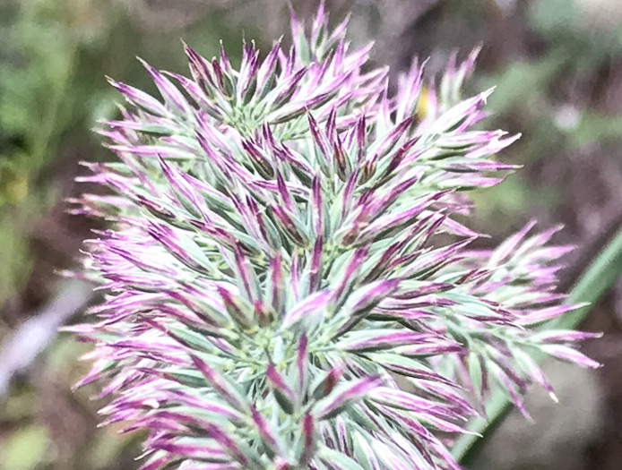 image of Greeneochloa coarctata, Nuttall's Reedgrass