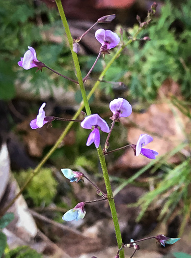 Desmodium lineatum, Matted Tick-trefoil, Sand Tick-trefoil